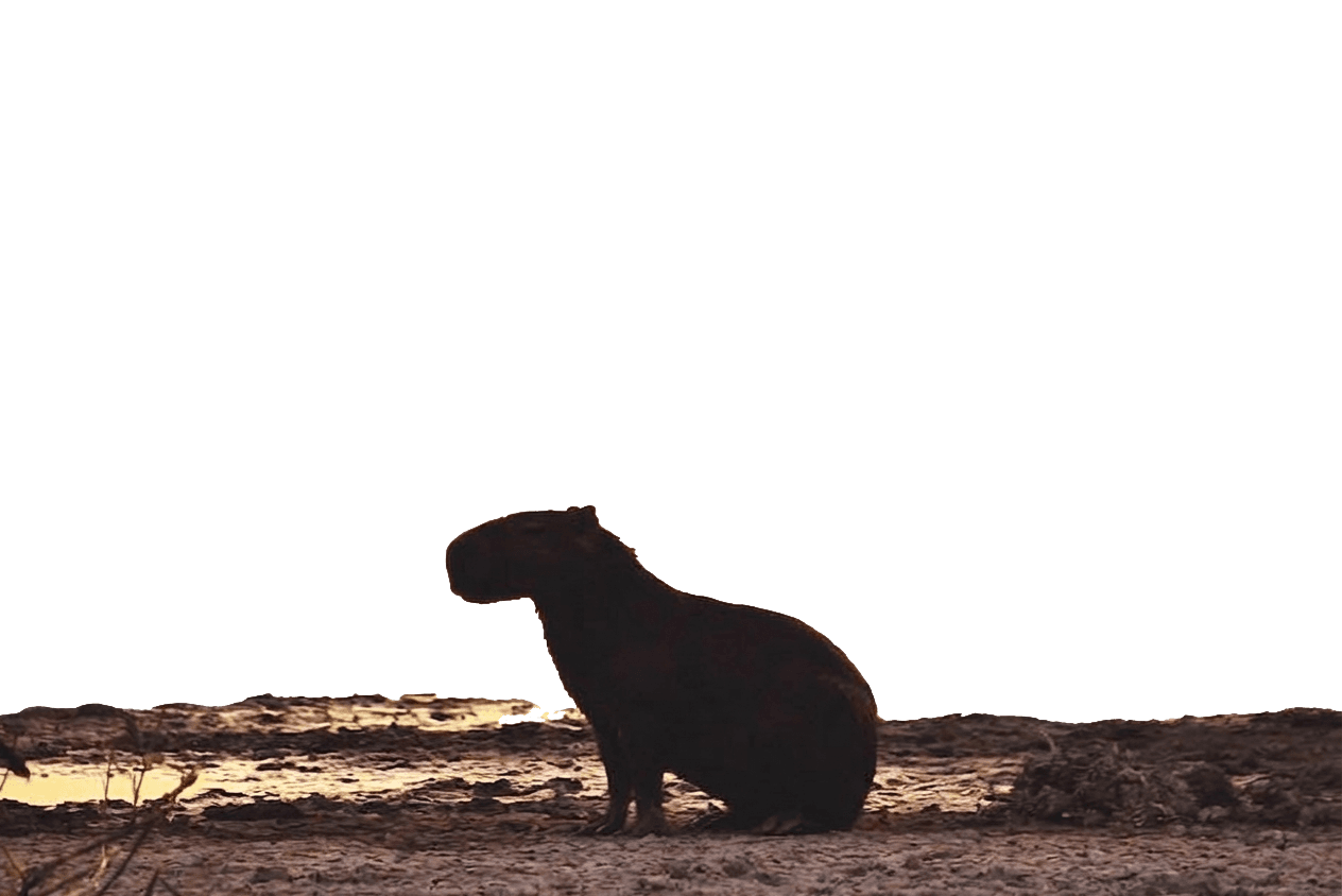 Capibara
