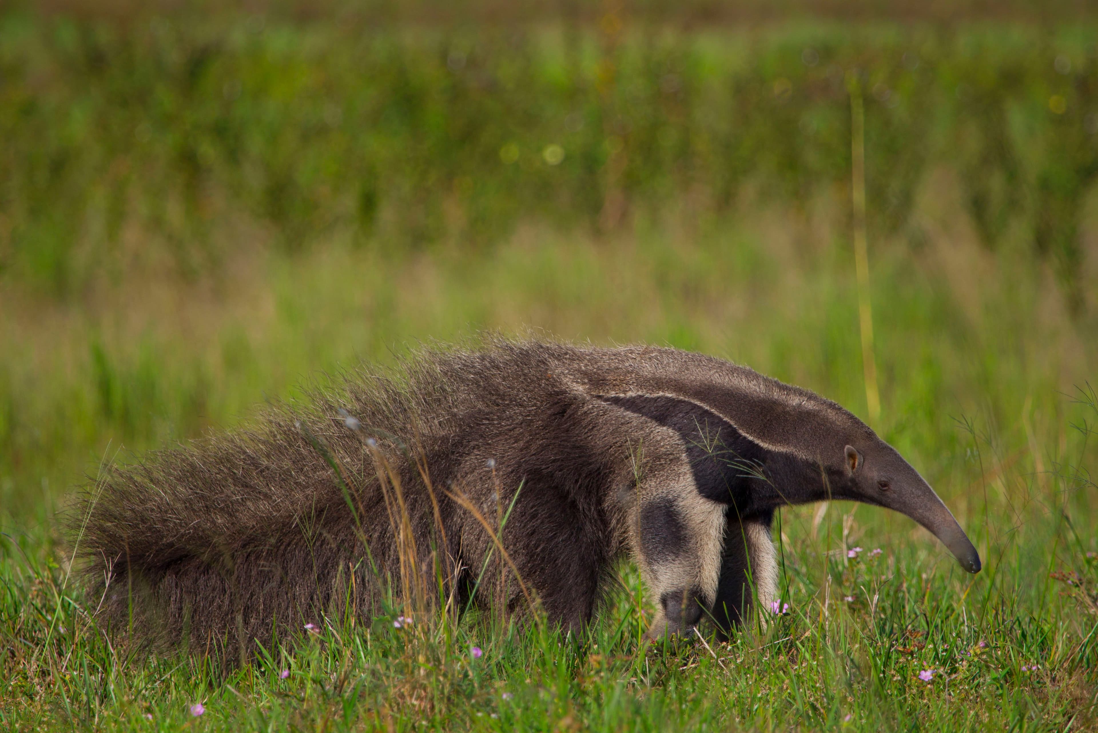 Conservación del Oso Hormiguero Gigante en Colombia: Una Década de Trabajo