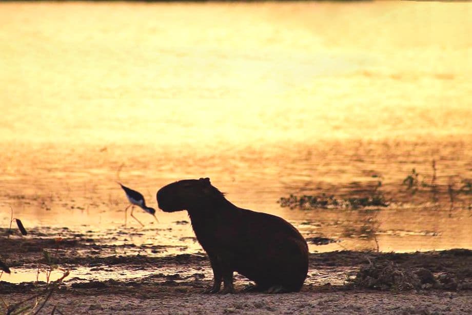 Soluciones Basadas en la Naturaleza: Restaurando Ecosistemas en Colombia